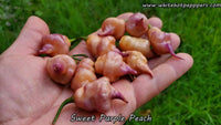Sweet Purple (Peach) - Pepper Seeds - White Hot Peppers